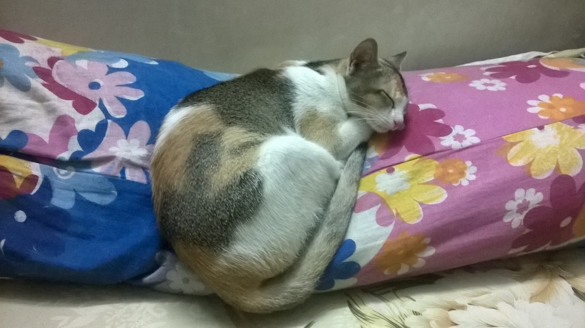 A cat is sleeping on the pillow